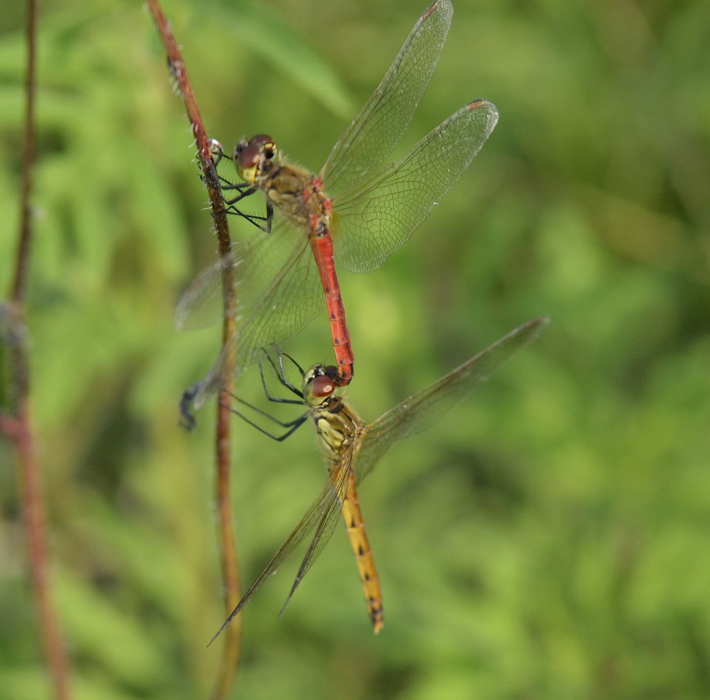 Sympetrum depressiusculum